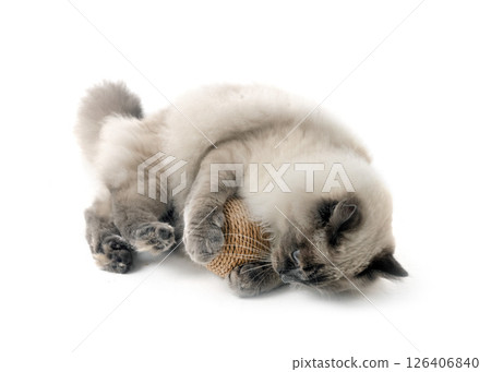 siberian cat in studio 126406840