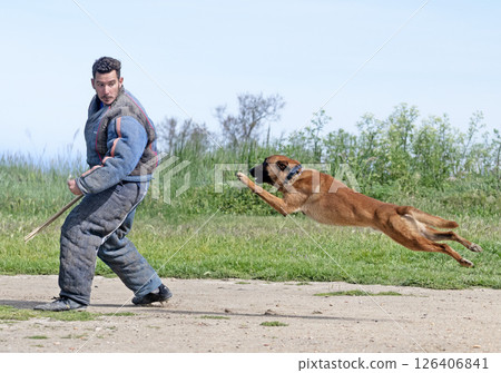 training of belgian shepherd training of belgian shepherd 126406841