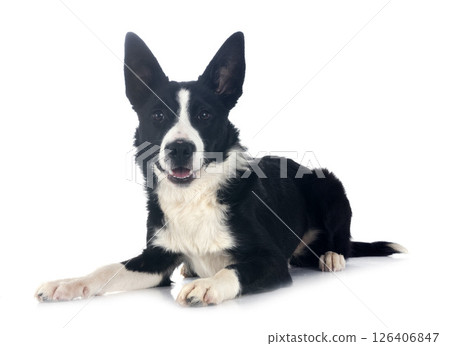 puppy border collie 126406847