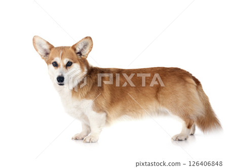 Pembroke Welsh Corgi Pembroke Welsh Corgi 126406848