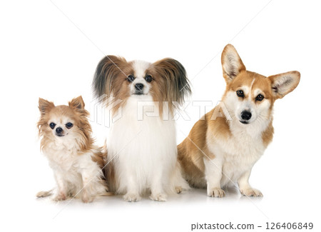 Pembroke Welsh Corgi, papillon dog and chihuahua 126406849