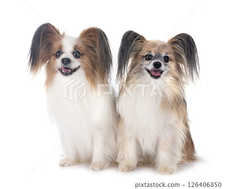 papillon dogs in studio 126406850