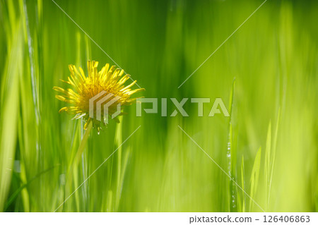 Close-up of blooming dandelions in a sunlit meadow, with one flower in sharp focus and others softly blurred. Bright yellow petals and green stems contrast with the vibrant background 126406863