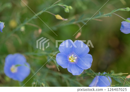 盛開的利馬花 126407025