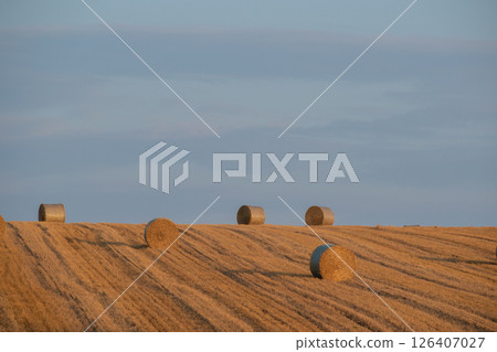 收穫後的麥田和小麥卷 126407027