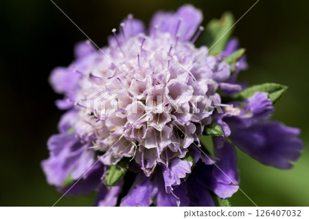 Purple scabiosa in full bloom against a black background 126407032