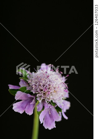 Purple scabiosa in full bloom against a black background 126407033
