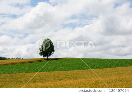 Summer wheat fields and birch trees beginning to change color 126407034