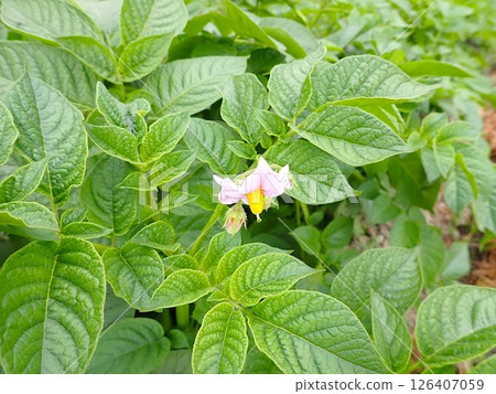 馬鈴薯花 馬鈴薯花 126407059