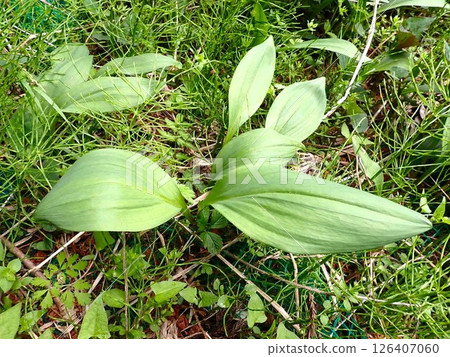 野蒜葉 野蒜葉 126407060