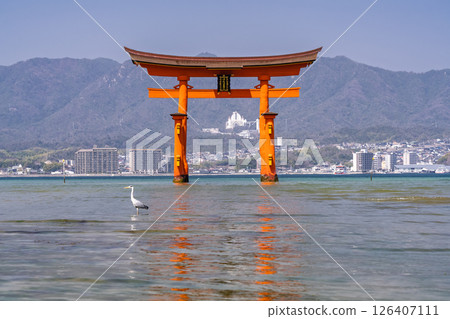 <Hiroshima Prefecture> Miyajima Itsukushima Shrine, large torii gate 126407111