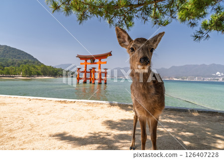 <廣島縣>宮島嚴島神社、大鳥居和鹿 <廣島縣>宮島嚴島神社、大鳥居和鹿 126407228