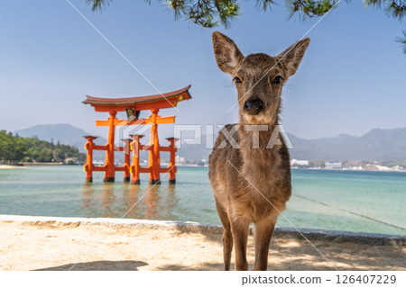 <Hiroshima Prefecture> Miyajima Itsukushima Shrine, large torii gate and deer <Hiroshima Prefecture> Miyajima Itsukushima Shrine, large torii gate and deer 126407229
