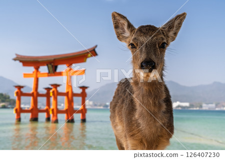 <Hiroshima Prefecture> Miyajima Itsukushima Shrine, large torii gate and deer 126407230