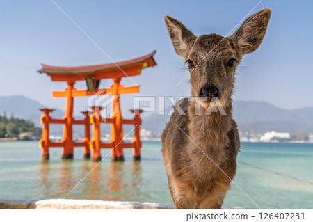 <Hiroshima Prefecture> Miyajima Itsukushima Shrine, large torii gate and deer 126407231