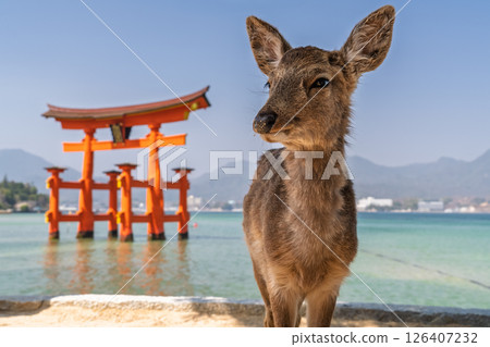 <Hiroshima Prefecture> Miyajima Itsukushima Shrine, large torii gate and deer <Hiroshima Prefecture> Miyajima Itsukushima Shrine, large torii gate and deer 126407232