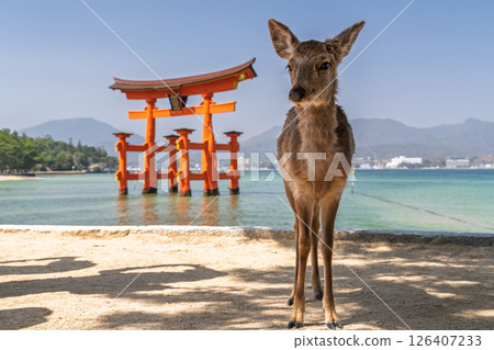 <廣島縣>宮島嚴島神社、大鳥居和鹿 126407233