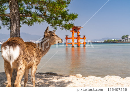 <廣島縣>宮島嚴島神社、大鳥居和鹿 126407236