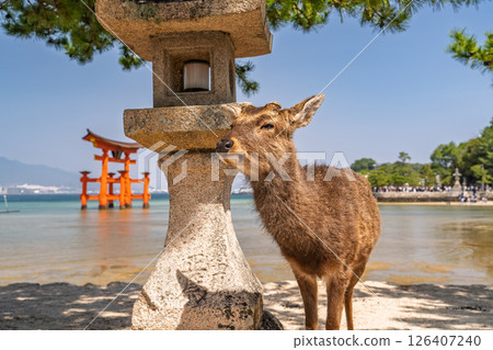 <廣島縣>宮島嚴島神社、大鳥居和鹿 126407240