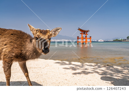 <廣島縣>宮島嚴島神社、大鳥居和鹿 126407243