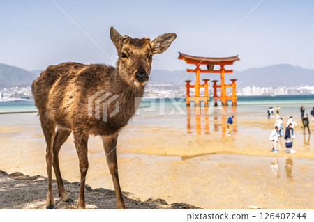 <Hiroshima Prefecture> Miyajima Itsukushima Shrine, large torii gate and deer 126407244