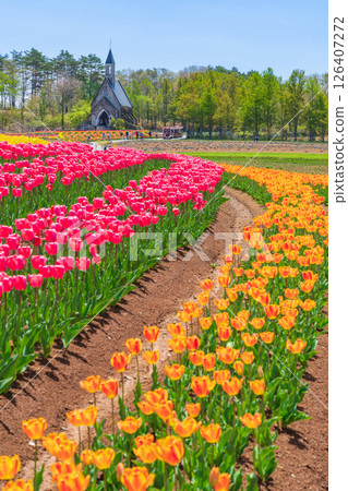 Hirugano Plateau, pastoral village, tulips in full bloom (Gujo City, Gifu Prefecture) Hirugano Plateau, pastoral village, tulips in full bloom (Gujo City, Gifu Prefecture) 126407272