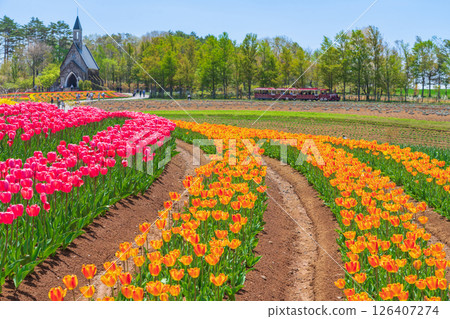Hirugano Plateau, pastoral village, tulips in full bloom (Gujo City, Gifu Prefecture) Hirugano Plateau, pastoral village, tulips in full bloom (Gujo City, Gifu Prefecture) 126407274
