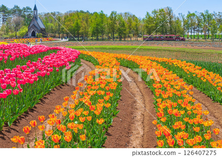 Hirugano Plateau, pastoral village, tulips in full bloom (Gujo City, Gifu Prefecture) 126407275