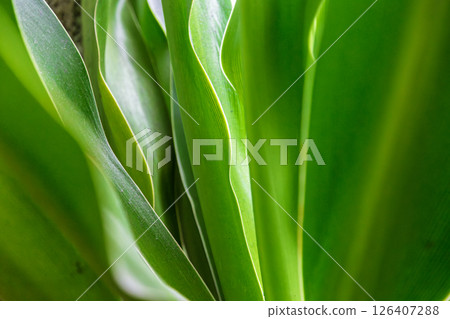 Green plant special photo: clear patterns on leaves Green plant special photo: clear patterns on leaves 126407288