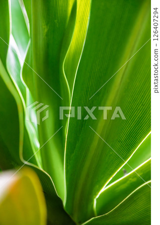 Green plant special photo: clear patterns on leaves 126407294