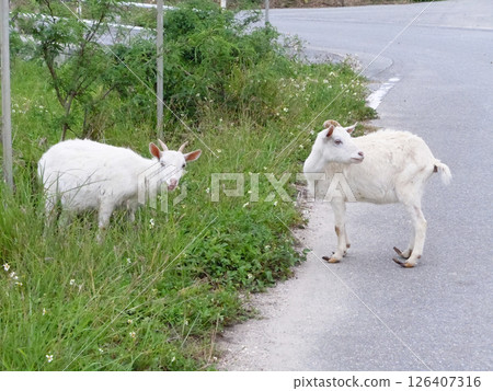 Goat (Hateruma Island, Okinawa Prefecture) 126407316