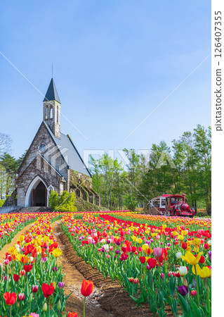 Hirugano Plateau, pastoral village, tulips in full bloom (Gujo City, Gifu Prefecture) Hirugano Plateau, pastoral village, tulips in full bloom (Gujo City, Gifu Prefecture) 126407355