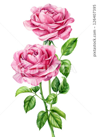 Roses art. Delicate watercolor painting of two pink roses on stems with green leaves. Romantic floral artwork on white. 126407395