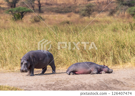 Hippos entering the water 126407474