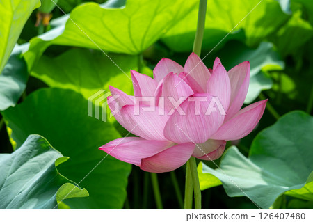 Beautiful pink lotus flower and green leaves illuminated by light Beautiful pink lotus flower and green leaves illuminated by light 126407480