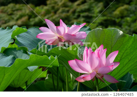 A beautiful summer scene of two lotus flowers blooming surrounded by fresh leaves A beautiful summer scene of two lotus flowers blooming surrounded by fresh leaves 126407485