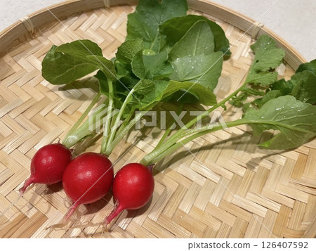 I harvested and washed the radishes I grew in my vegetable garden. 126407592
