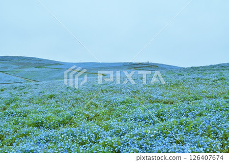 茨城縣廢棄的三原山 茨城縣廢棄的三原山 126407674
