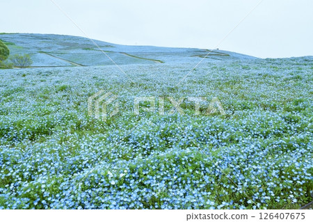 茨城縣廢棄的三原山 茨城縣廢棄的三原山 126407675