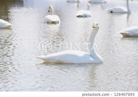Swan visiting in spring in Hokkaido 126407893