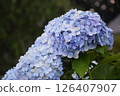 Light blue hydrangea 126407907