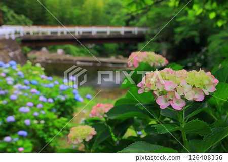 前往見歸瀑布的左力川沿岸盛開的繡球花(佐賀縣唐津市) 前往見歸瀑布的左力川沿岸盛開的繡球花(佐賀縣唐津市) 126408356