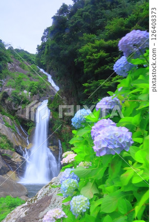 Hydrangeas blooming at Mikaeri Falls (Karatsu City, Saga Prefecture) 126408373