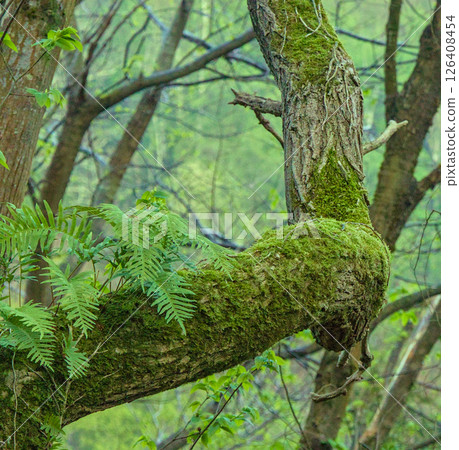 Moss and Felicos in Tree 126408454