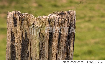 Wood eroded by time 126408517