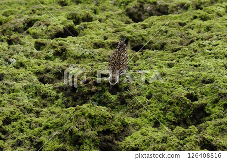 A golden plover on a rocky stretch with beautiful green seaweed and a beautiful pattern on its back 126408816