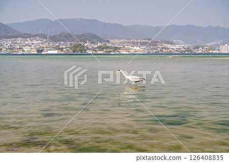 《廣島縣》宮島風光 126408835