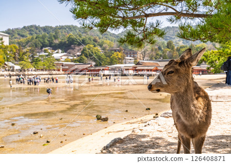 《Hiroshima Prefecture》 Scenery of Miyajima 126408871