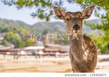 《Hiroshima Prefecture》 Scenery of Miyajima 《Hiroshima Prefecture》 Scenery of Miyajima 126408873