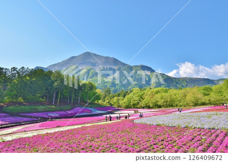 Moss Phlox at Hitsujiyama Park, Saitama 126409672
